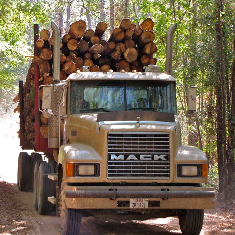More than $235,000 in scholarships will be available for students in the Forest Resource Track in the Texas A&M Department of Ecology and Conservation Biology through profits made from John Henry Kirby State Forest timber sales.